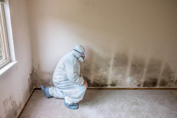 Mold Remediation for Vacation Homes in Highlands Ranch, CO